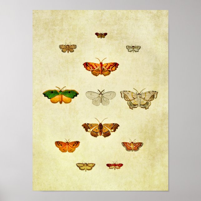Poster Papillon vintage 360 (Devant)