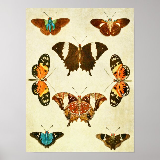 Poster Papillon vintage 364 (Devant)