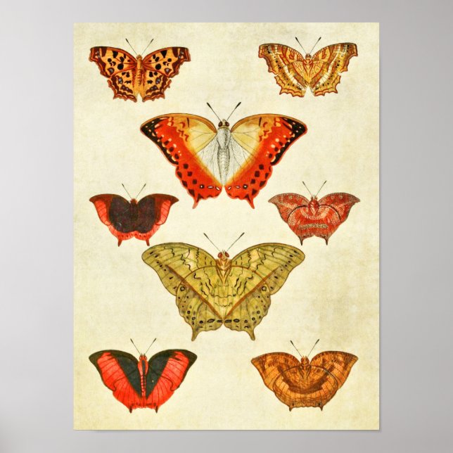 Poster Papillon vintage 388 (Devant)