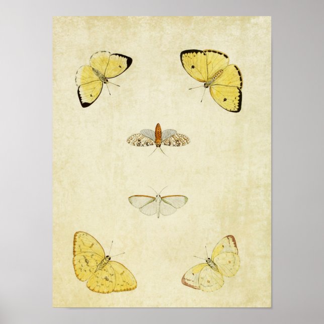Poster Papillon vintage imprimé 120 (Devant)