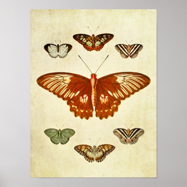 Poster Papillon vintage imprimé 194 (Devant)