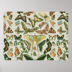 Poster Papillon Vintage Motif Papillons Peinture