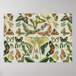 Poster Papillon Vintage Motif Papillons Peinture