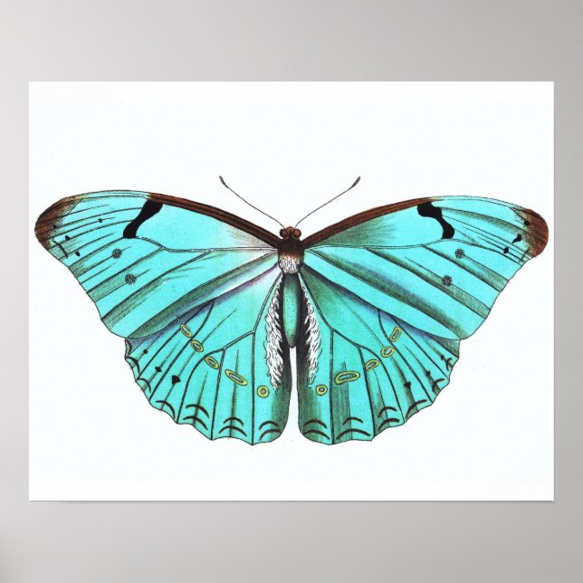 Poster papillon vintage Turqoise Bleu (Devant)