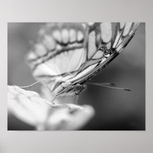Poster Papillon visage nature noir blanc imprimé