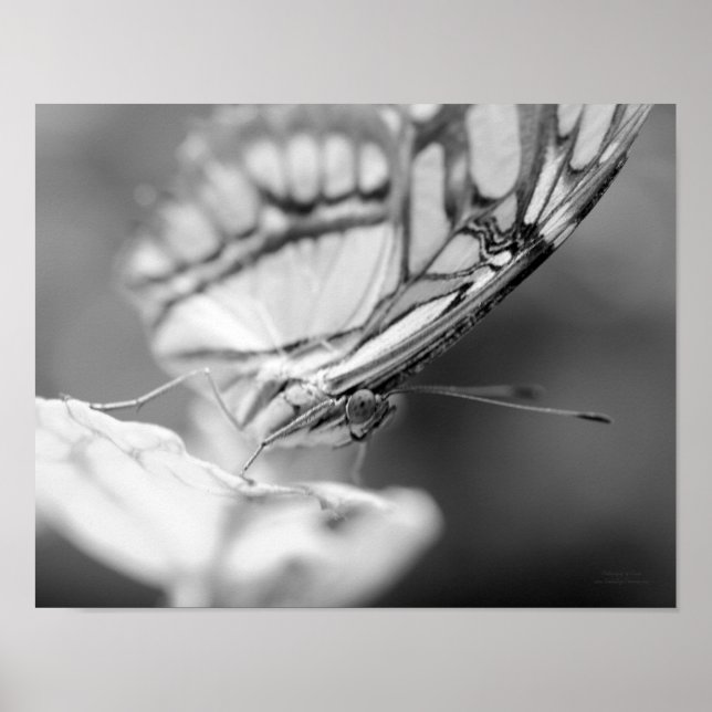 Poster Papillon Visage Nature Noir Et Blanc (Devant)