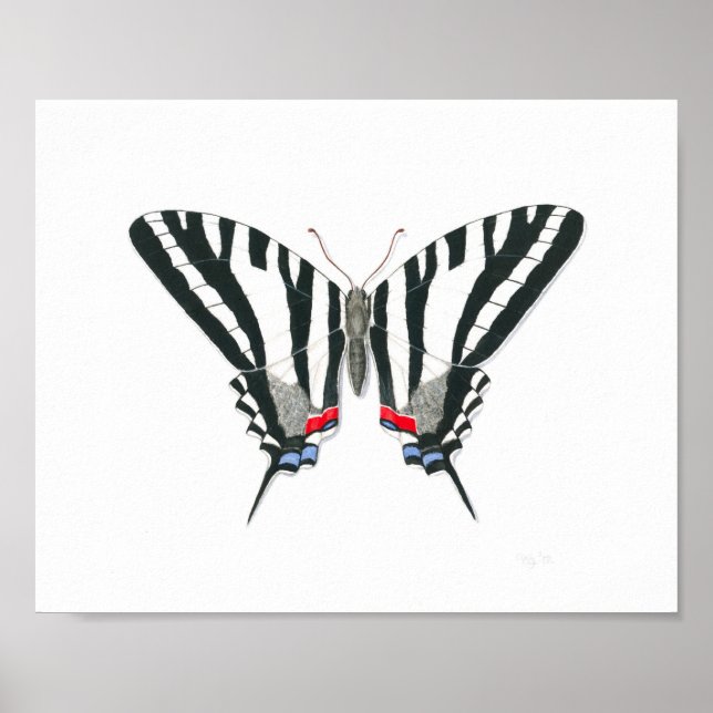 Poster Papillon Zebra Swallowtail Art (Devant)