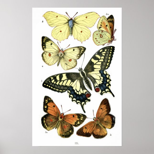 Poster Papillons (Devant)