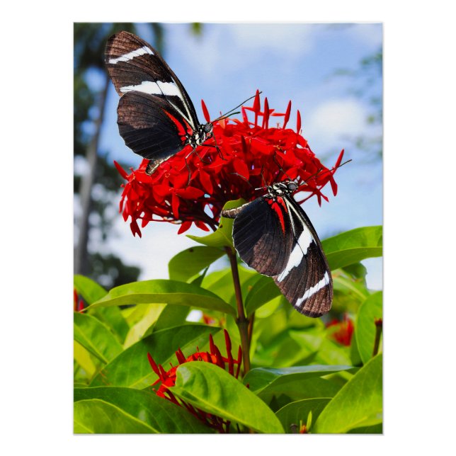 Poster Papillons à ailes longues zébrées sur fleurs rouge (Devant)