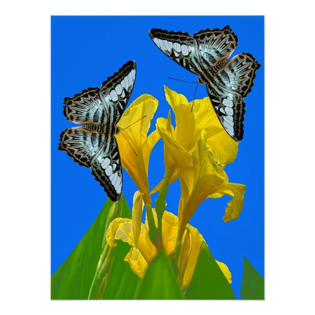 Poster Papillons à clipper bleu malaisien sur Canna King (Devant)