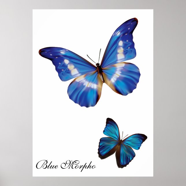 Poster Papillons bleu Morpho (Devant)