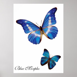 Poster Papillons bleus de Morpho