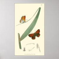Papillons colorés qui se drapent autour d'une feui