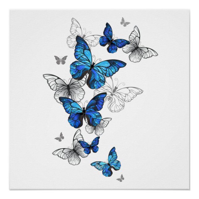 Poster Papillons volants bleus Morpho (Devant)