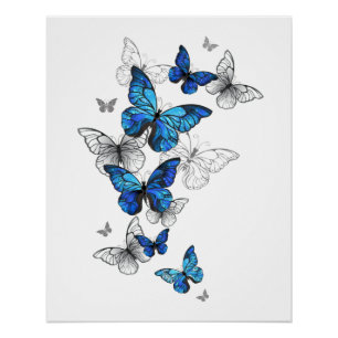 Poster Papillons volants bleus Morpho