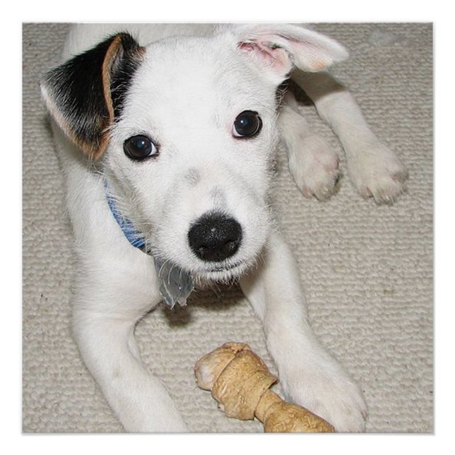 Poster papy jack russell terrier (Devant)