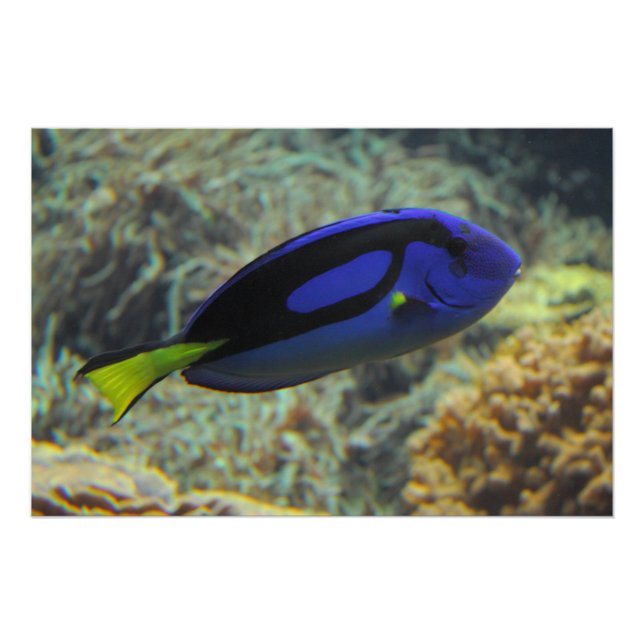 Poster Paracanthurus hepatus (Devant)