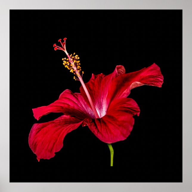 Poster Paradis tropical Hibiscus rouge Fleur et noir (Devant)