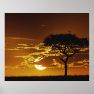 Poster Parapluie Thorn Acacia, Acacia tortilis,