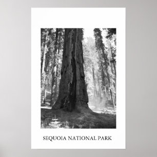 Poster Parc national de Sequoia
