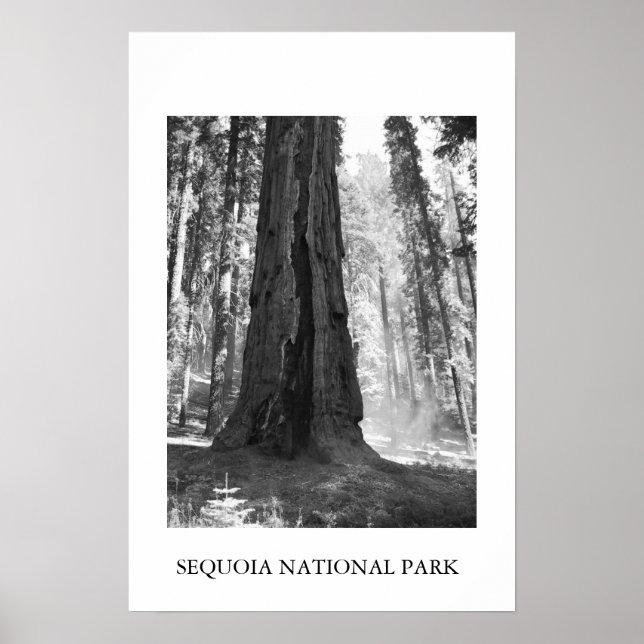 Poster Parc national de Sequoia (Devant)