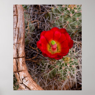 Poster Parc national du Capitol Reef, Claret Cactus de Co
