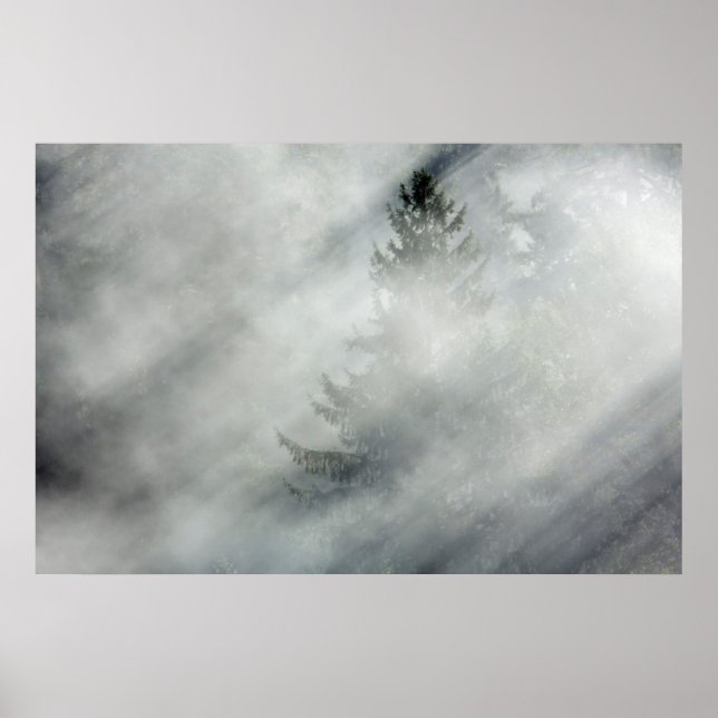 Poster Parc national olympique | Hoh River Valley (Devant)