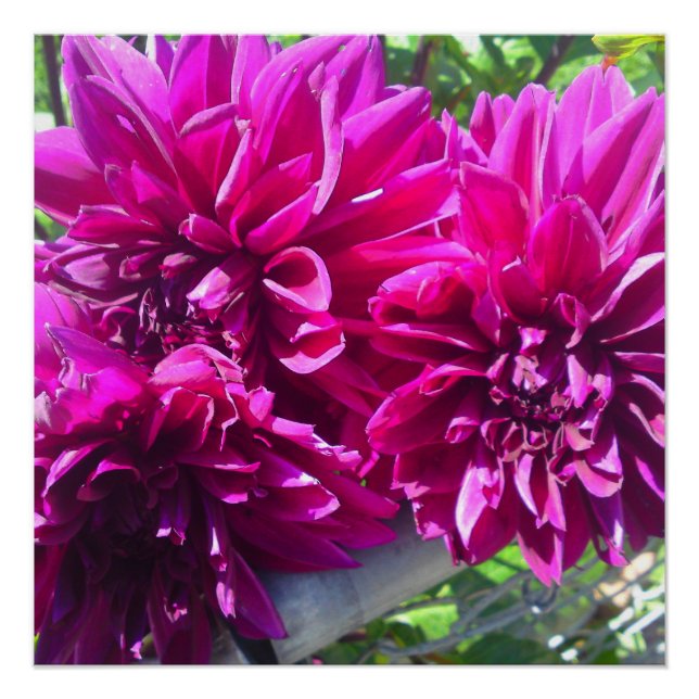 Poster parfait de couleur violet Dhalia (Devant)