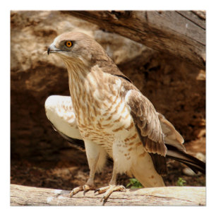 Poster parfait de Young Eagle