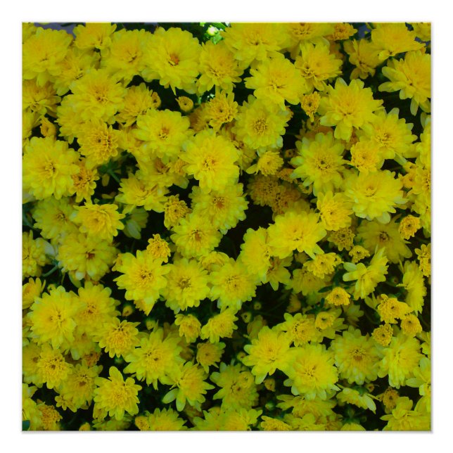 Poster Parfait Fleur Fleur des Filles Jaunes (Devant)