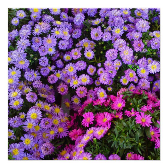Poster parfait pour les mamans bleues et violettes (Devant)