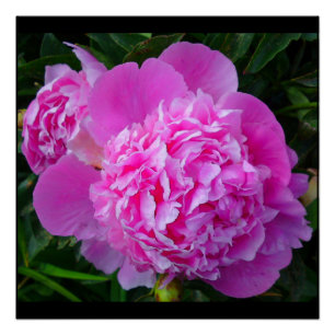 Poster parfait rose Peony