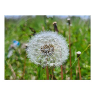 Poster Parfaite dent-de-lion – Photographie botanique mac