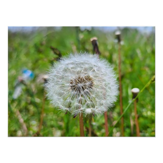 Poster Parfaite dent-de-lion – Photographie botanique mac (Devant)