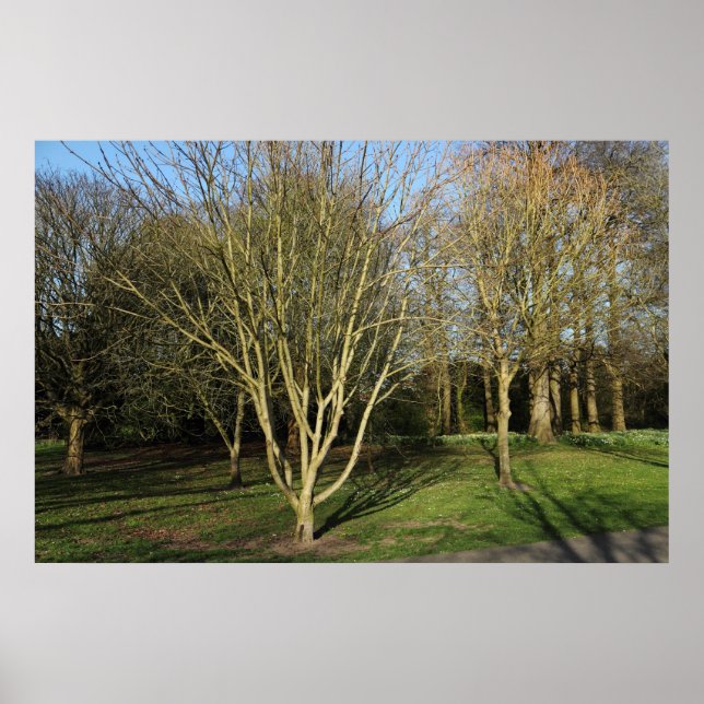 Poster Park Landscape in Early Spring (Devant)