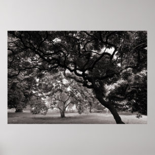 Poster Parmi les Magnolia Trees - Chaleureux BW