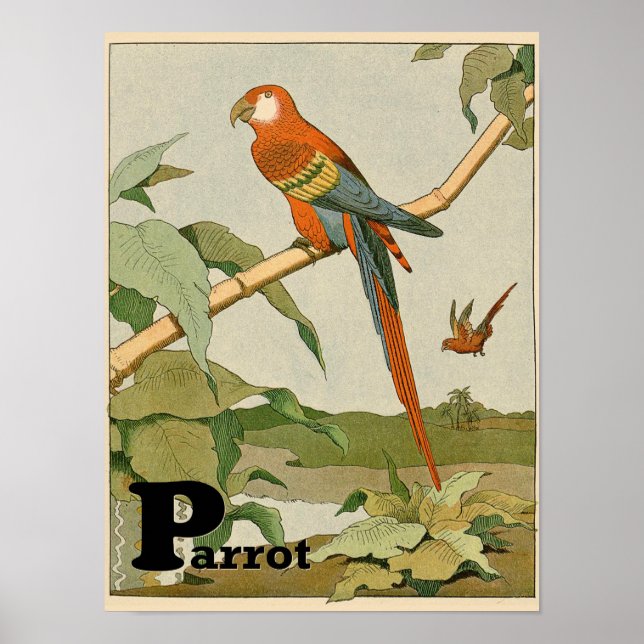 Poster Parrot Alphabet Animal dans la jungle (Devant)
