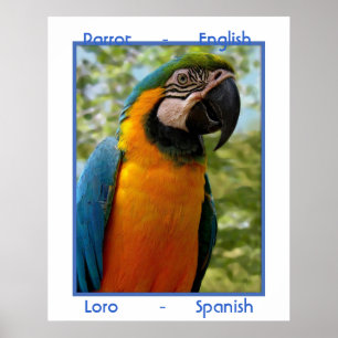 Poster Parrot anglais, Loro espagnol