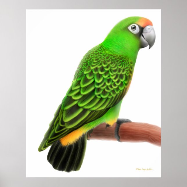 Poster Parrot de Jardines convivial Imprimer (Devant)