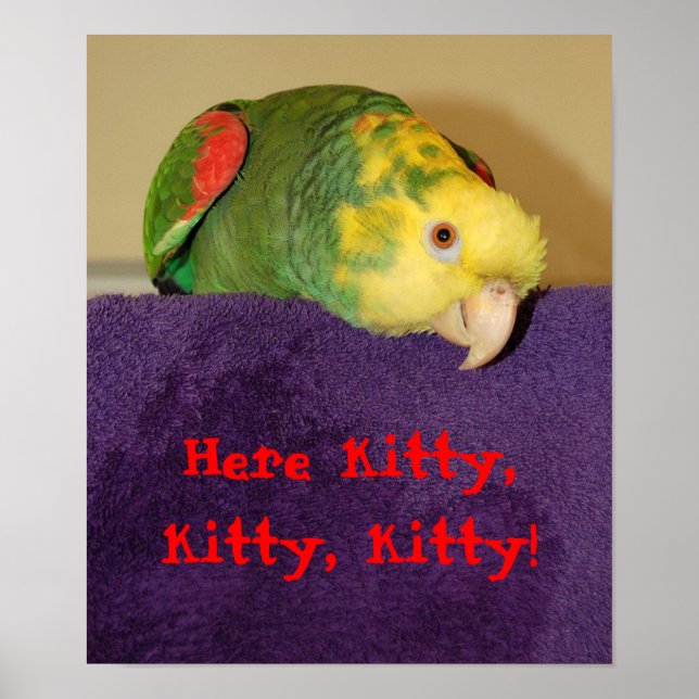 Poster Parrot qui appelle kitty. (Devant)