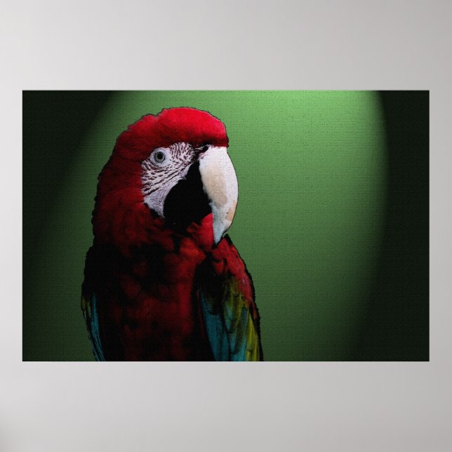 Poster Parrot Talk 36 x 24 (Devant)