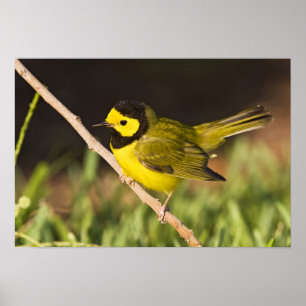 Poster Paruline citrine (Wilsonia citrina)