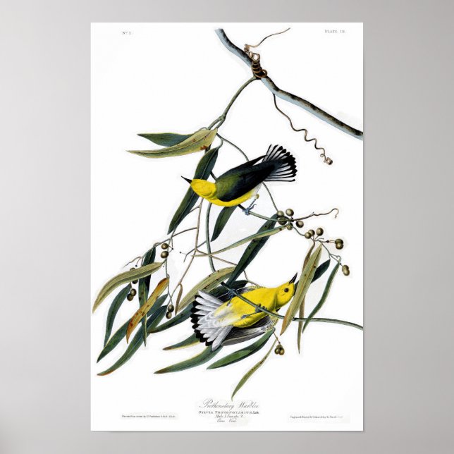 Poster Paruline protonotaire John James Audubon Oiseaux (Devant)