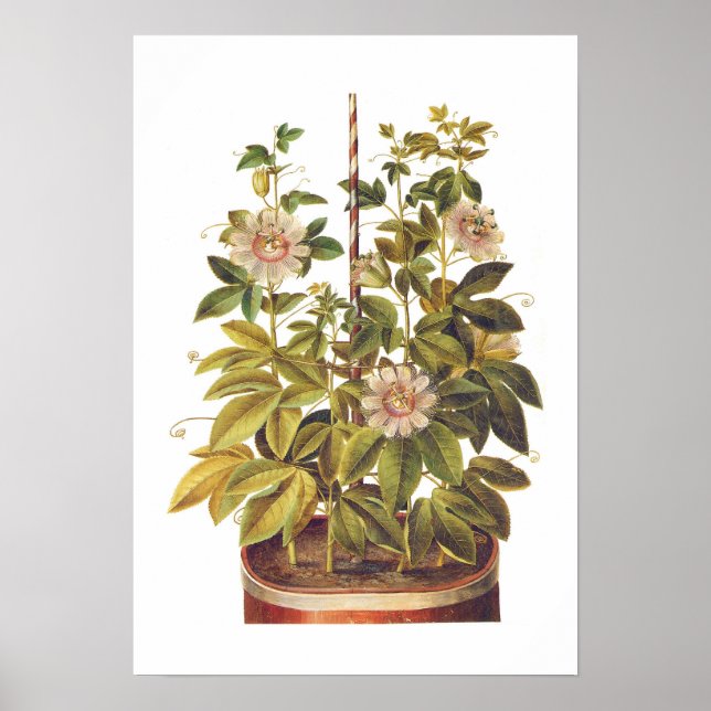 Poster Passiflora incarnata (Devant)