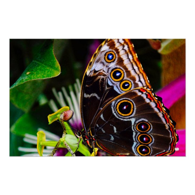 Poster Passiflora VIOLACEA et un papillon morpho bleu (Devant)