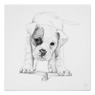 Poster Patch D'Une Boxer Puppy