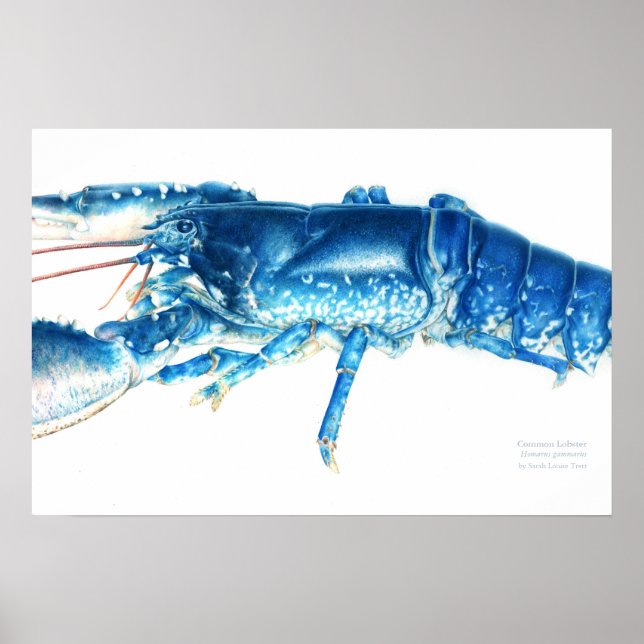 Poster Pâte d'eau bleu pâle (Devant)