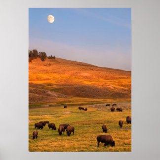 Poster Pâturage de bisons sur la colline à Hayden Valley