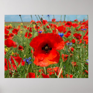 Poster Pavot