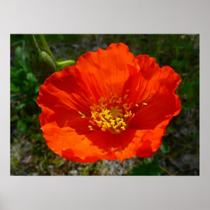Poster Pavot rouge de l'Alaska Fleur colorée